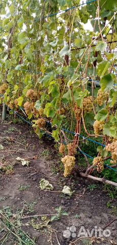 Черенки Винограда кишмиш