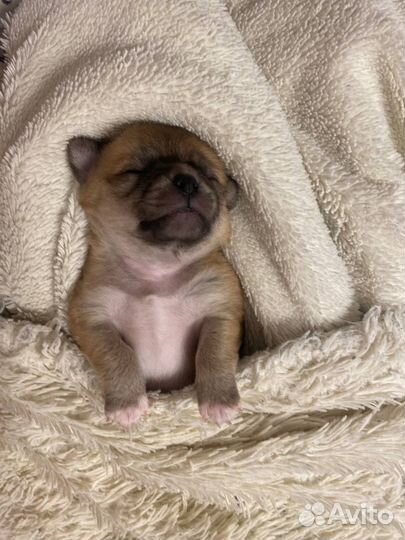 Щенки чихуахуа девочка