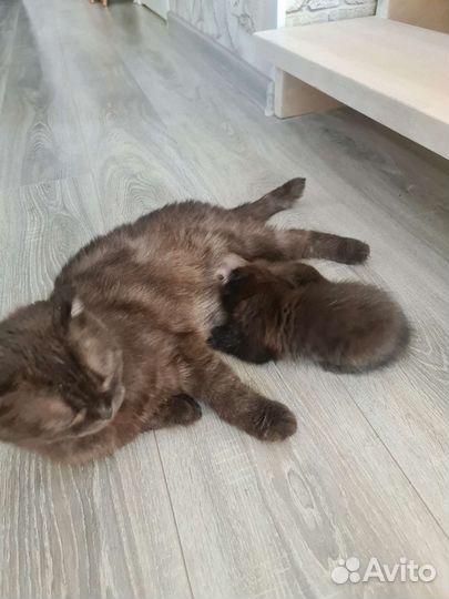 Шотландские вислоухие котята