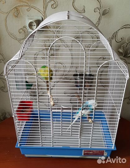 Волнистые попугаи с клеткой