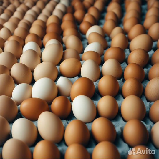 Яйцо куриное крупным оптом