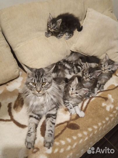 Котята мейн-кун