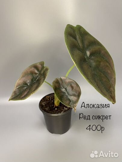 Алоказия ред сикрет