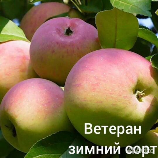 Саженцы Яблони