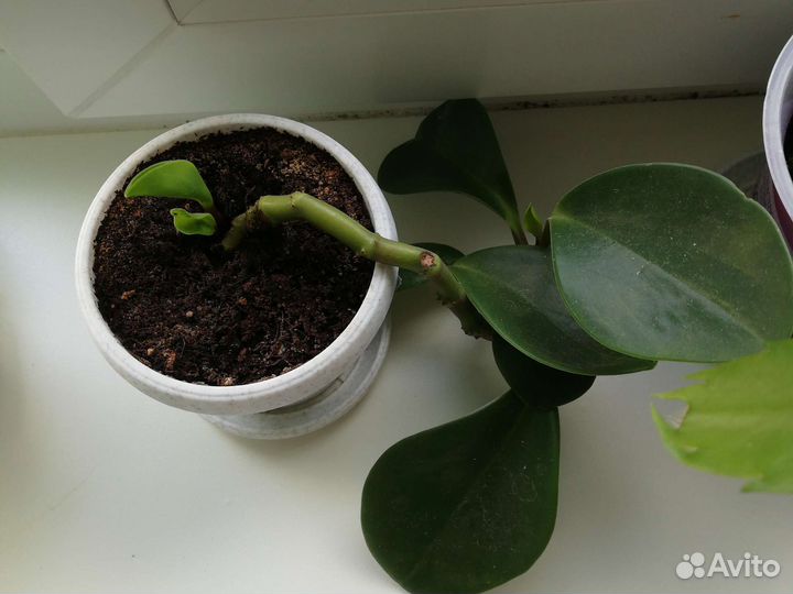 Пеперомия круглолистная