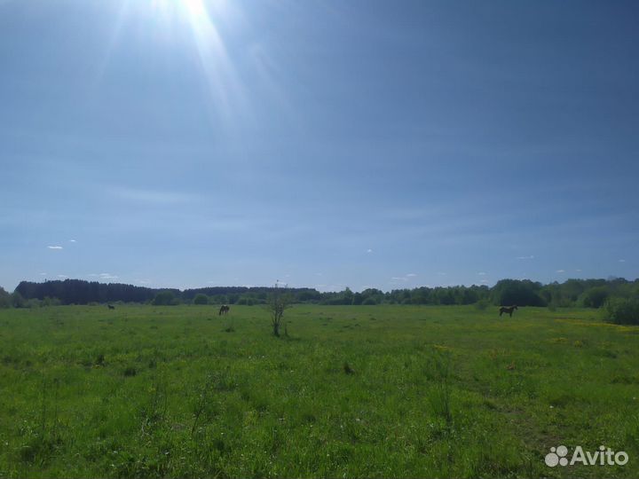 Апидомик с пчелами под ключ, пчелы, пасека