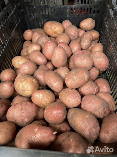 Продам картофель