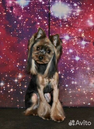 Стрижка / груминг собак