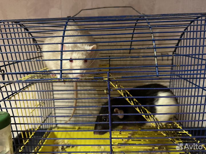 Крысы в добрые руки