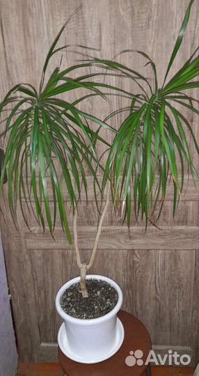 Драцена,Сциндапсус золотистый,Диффенбахия