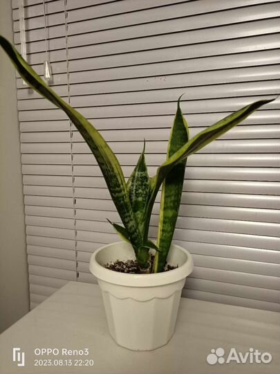 Сансевиерия