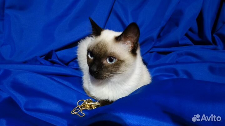 Котик той боб