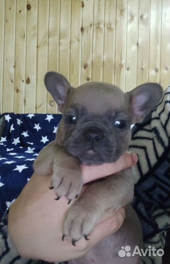 Французский бульдог щенки