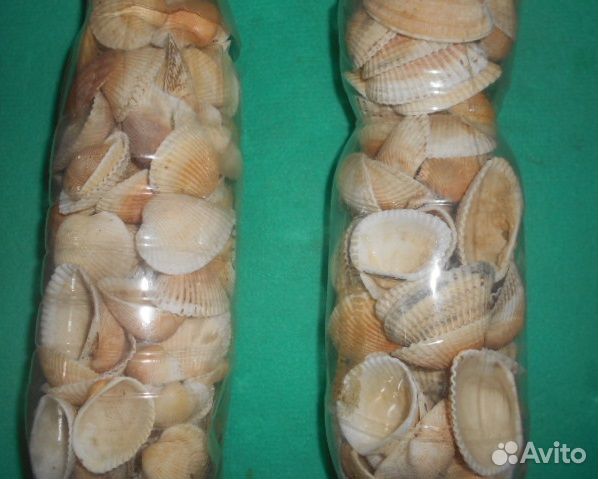 Ракушки скафарка Крым