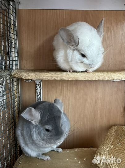 Семейные пары шиншилл для разведения