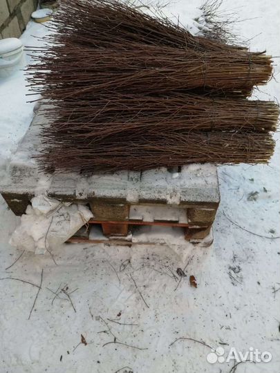 Метла березовая