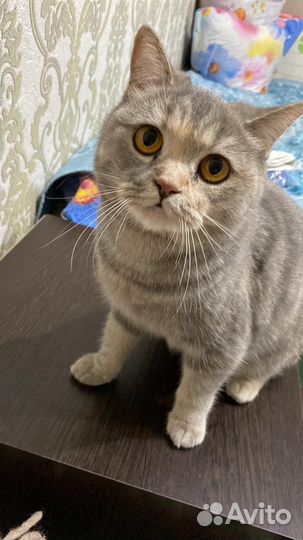 Кошка в добрые руки