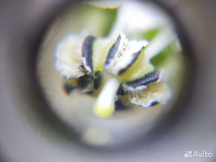 Микроскоп x60 для смартфона