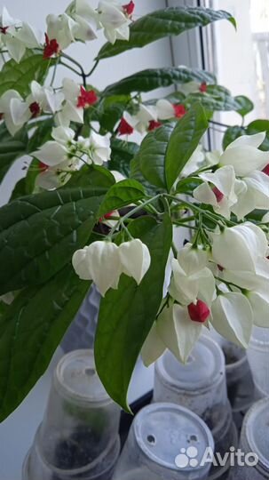 Клеродендрум