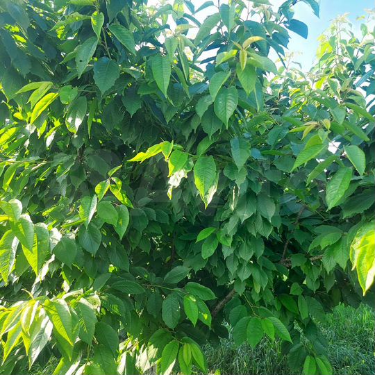 Участок 27 сот. (ИЖС)