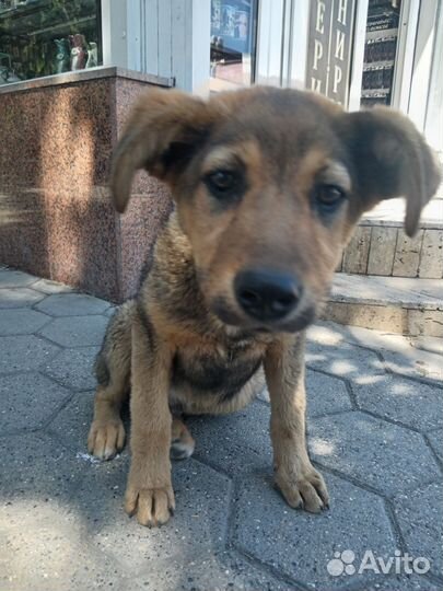 Щенок в добрые руки