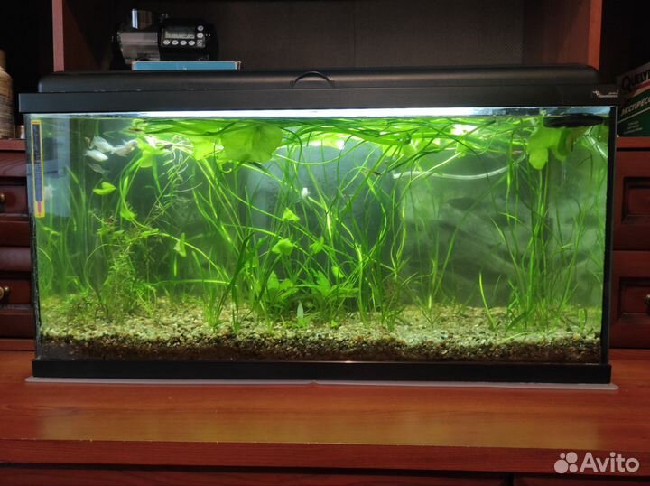 Аквариум Aquatlantis Aquadream 80 (90л) с рыбками