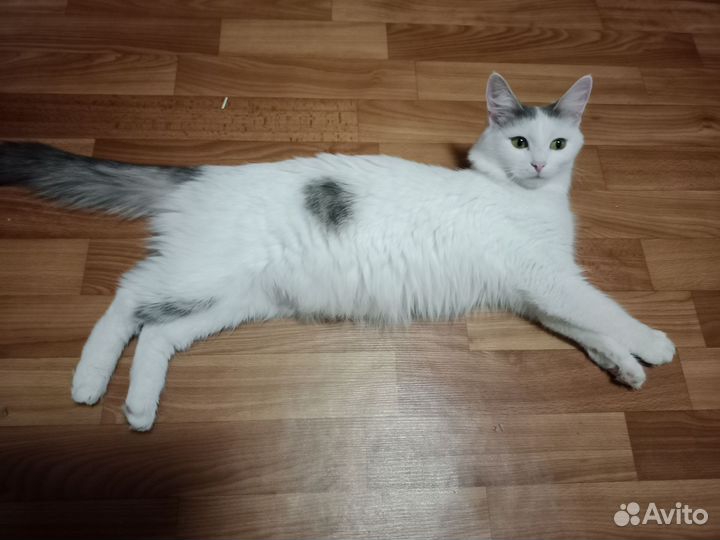 Кошка в дар