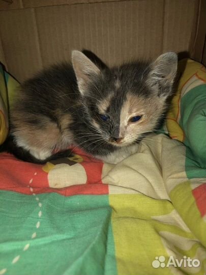Котик в добрые руки