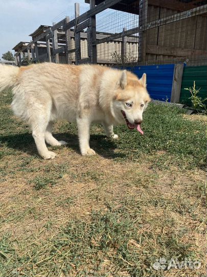 Мальчишка Диксон