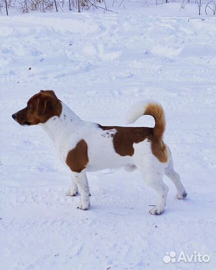 Кобель для вязки Джек Рассел терьер