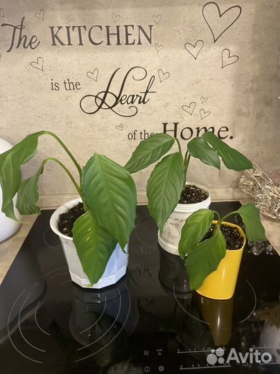 Комнатные цветы, разные