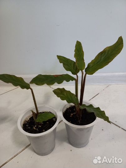 Комнатные растения по одной цене