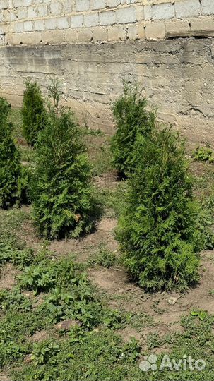 Туя смарагд