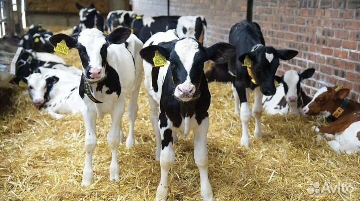 Бычки и телята мясной породы