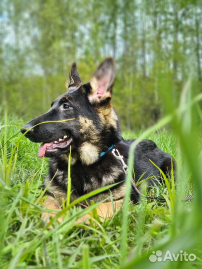 Девочки Красавицы