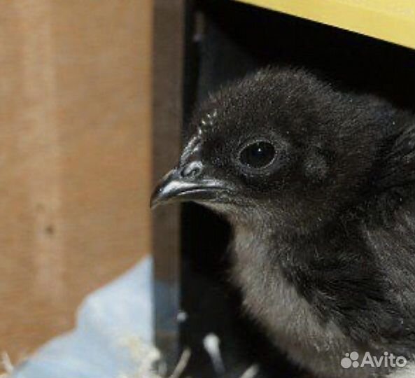 Цыплята ухейилюй