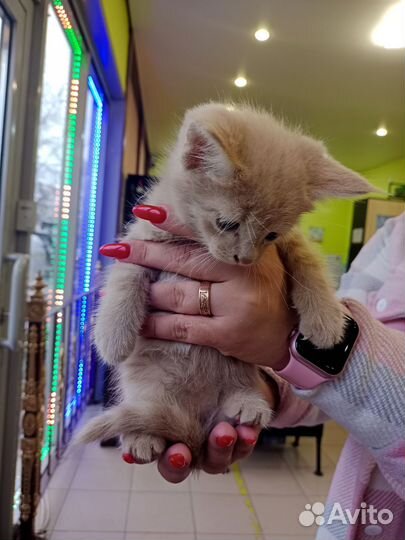 Котята