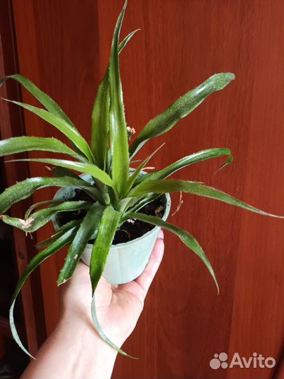 Комнатные растения