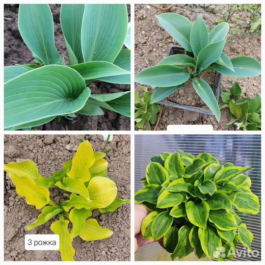 Хосты сортовые