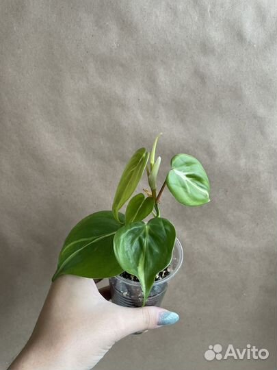 Филодендрон Медиапикта триколор