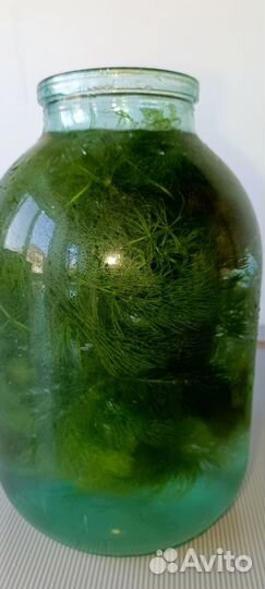 Роголистник в аквариум