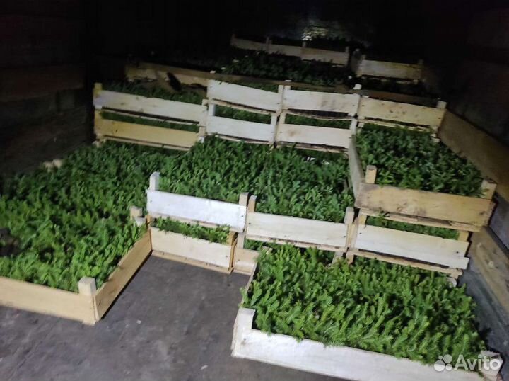 Сосна елка окс зкс