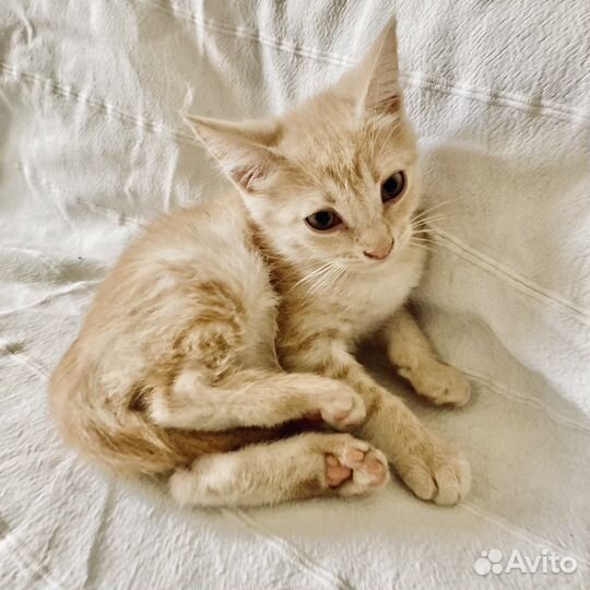 Котенок рыжий