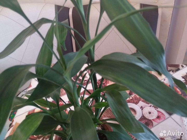 Драцена Сандера