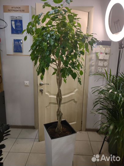 Фикус бенджамина большой