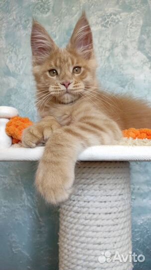 Котята мейн-кун полидакт