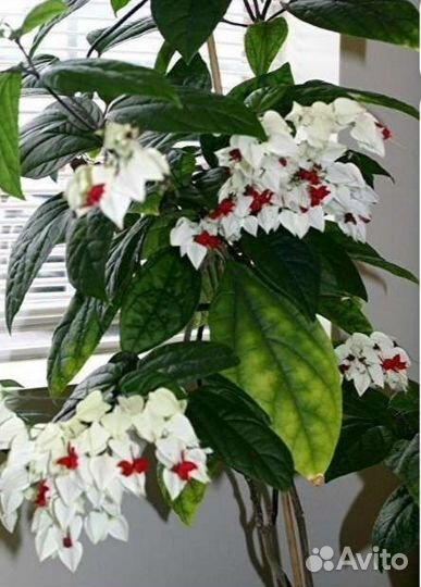 Клеродендрум