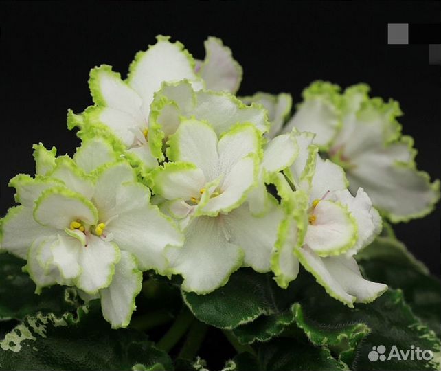 Сортовые фиалки. Стартеры