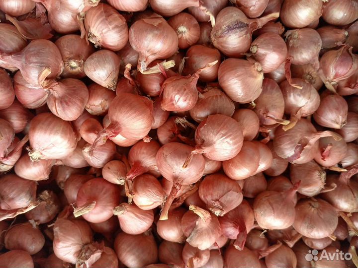 Лук семейный