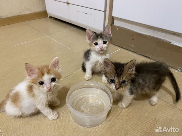 Котята в добрые руки